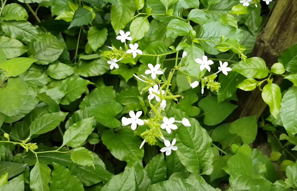 Bạch hoa xà là vị thuốc quý