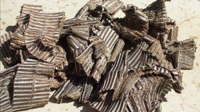 Đỗ trọng được Y học cổ truyền sử dụng rất phổ biến