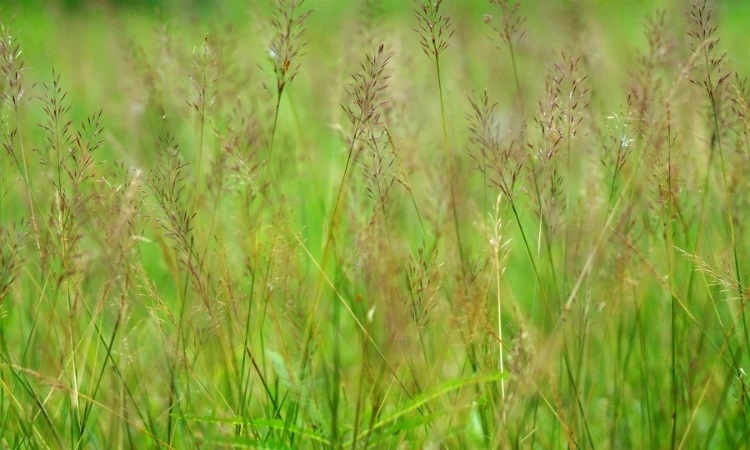 Cỏ may - Vị thuốc hay đến từ thiên nhiên | Dân tộc và Phát triển