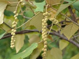 Cây bùm bụp từ lâu đã là vị thuốc được sử dụng rất phổ biến