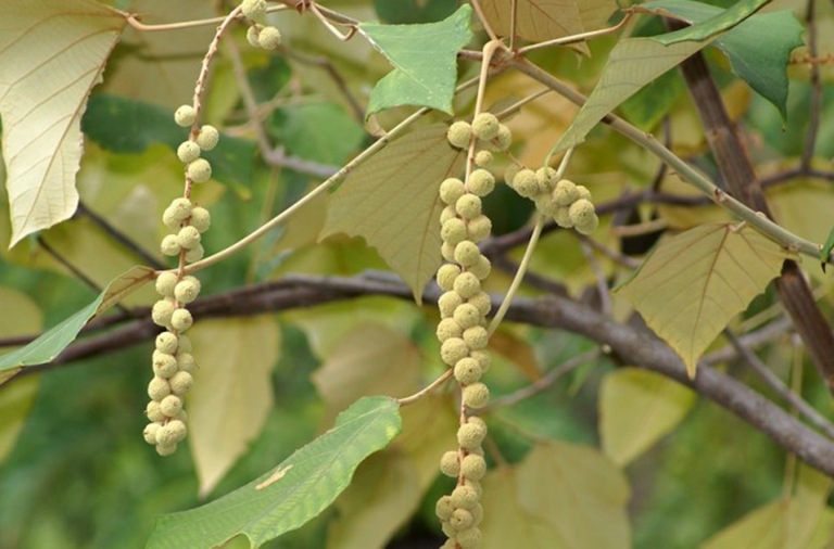 Cây bùm bụp từ lâu đã là vị thuốc được sử dụng rất phổ biến