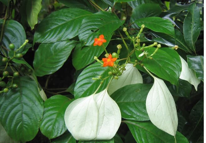 Cây bướm bạc là vị thuốc quen thuộc