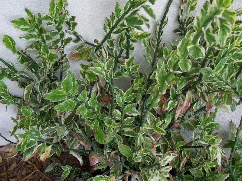 Cây thuốc thường dùng cho các bệnh ngoài da