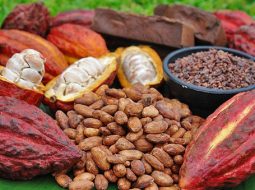 Ca cao có tốt cho tinh trùng không? Bí quyết vàng cho Anh Em