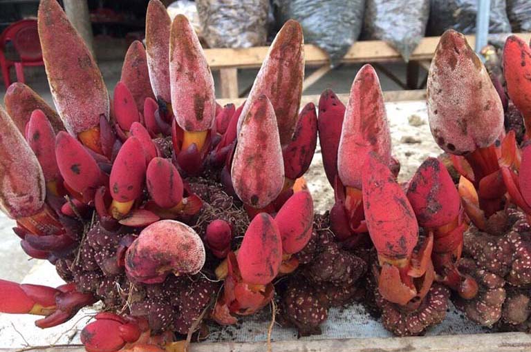 Rối loạn cương dương dùng thuốc gì để lấy lại bản lĩnh phái mạnh?