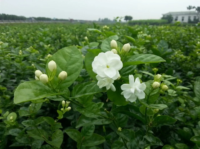 Hoa nhài là vừa là cây cảnh vừa là vị thuốc rất tốt cho sức khỏe