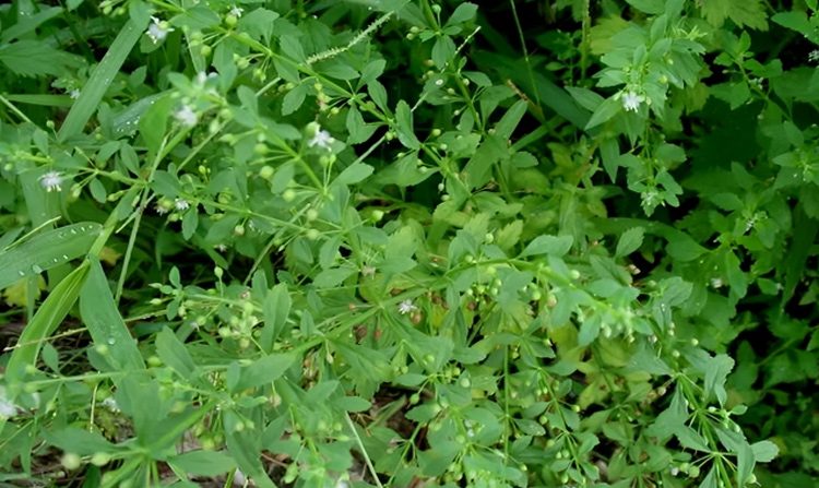 Cây cam thảo đất có thể dễ dàng tìm thấy ven đường