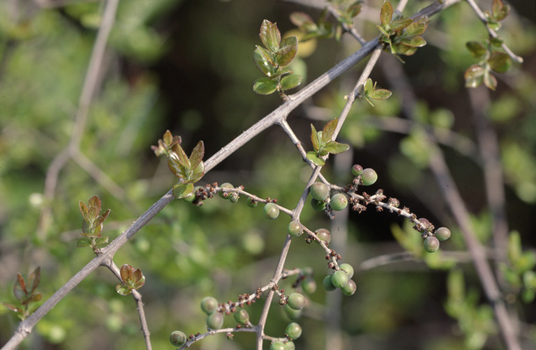 Chanh châu có thể dùng để điều trị sởi