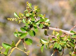 Canh châu còn được gọi là chanh châu