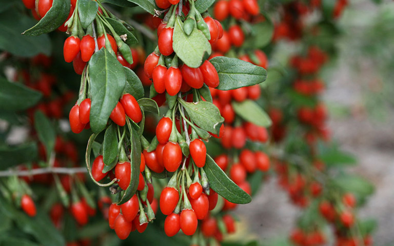 Câu kỷ tử từ lâu đã là vị thuốc quen thuộc của Y học cổ truyền