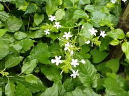 Bạch hoa xà là vị thuốc quý