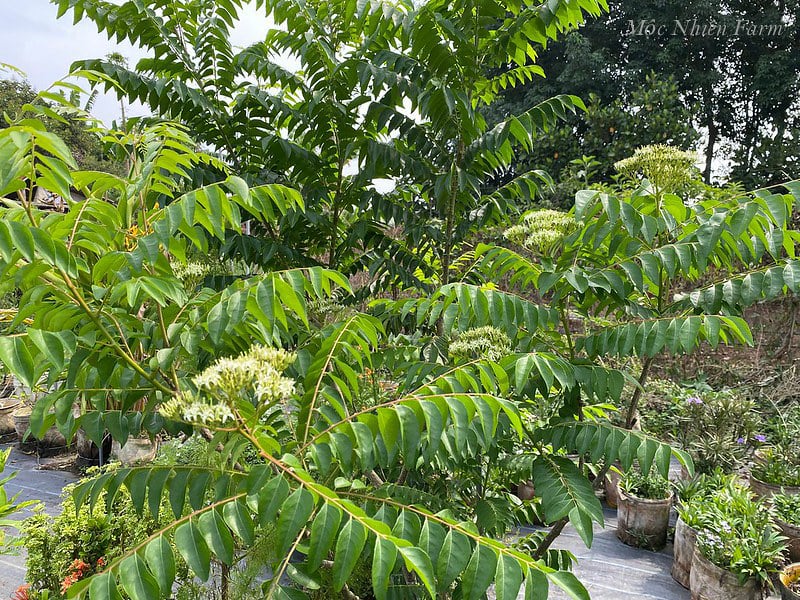 Cây cà ri có nguồn gốc từ Ấn Độ