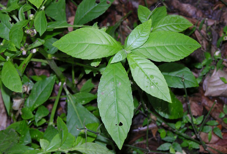 Cây cỏ lá xoài có nhiều ở vùng núi phía Bắc