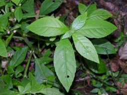 Cây cỏ lá xoài có nhiều ở vùng núi phía Bắc