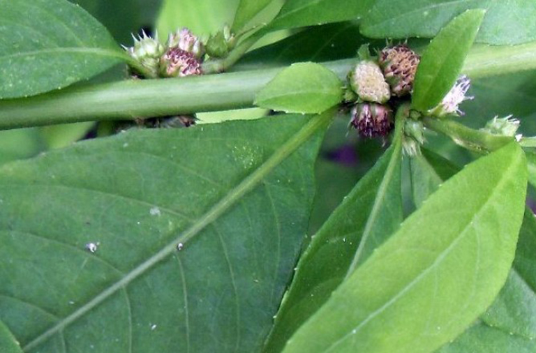 Cỏ lá xoài cho tác dụng thanh nhiệt giải độc tốt