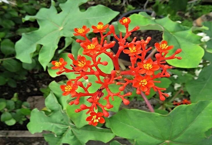 5 Cây Thuốc Nam Chữa Bệnh Thận Hư Giúp Anh Em Lấy Lại Bản Lĩnh