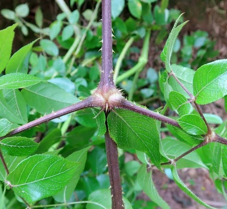 Cây đơn châu chấu có nhiều ở miền Bắc và miền Trung nước ta