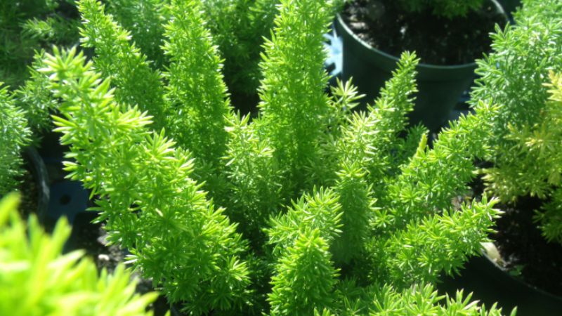 Cây đuôi chồn: Ý nghĩa, hình ảnh, cách trồng, chăm sóc tại nhà