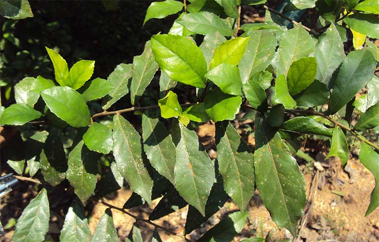 Cây duối được dùng để chữa bệnh xương khớp và sỏi thận