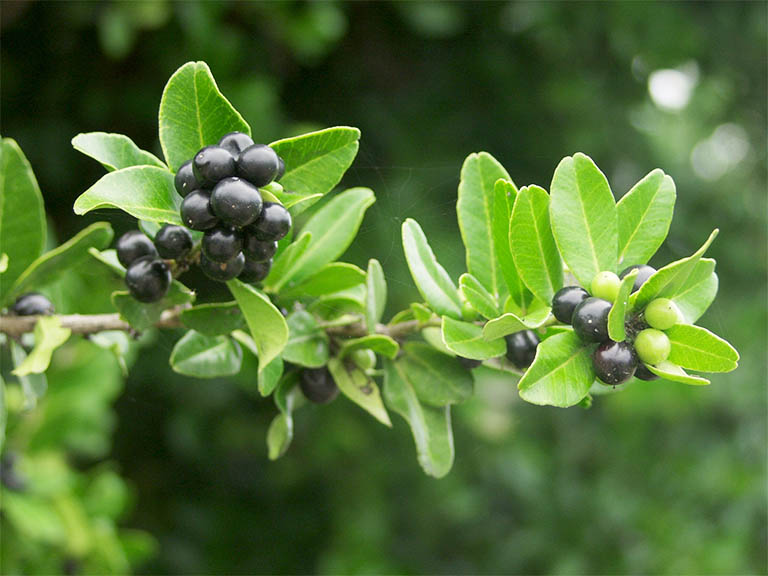 Vị thuốc hỗ trợ giảm đau nhức xương khớp