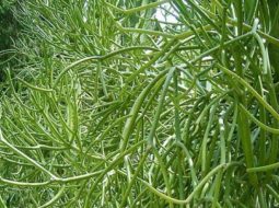 Cây giao còn được gọi là cây xương cá