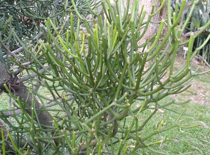 Cây giao được dùng để chữa viêm xoang viêm mũi