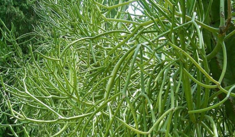 Cây giao còn được gọi là cây xương cá