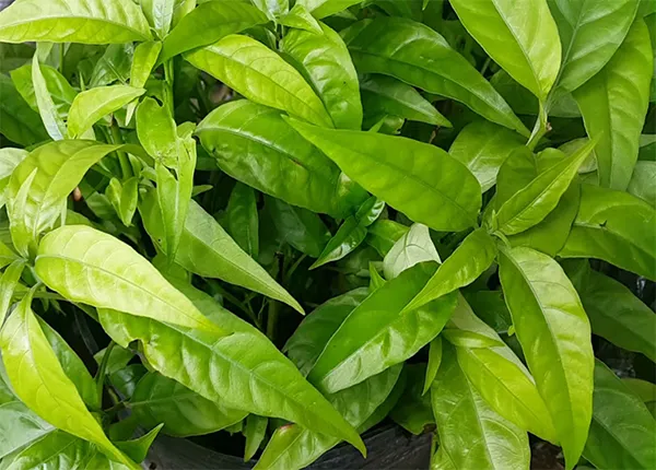 Cây hoàn ngọc giúp cầm máu và làm lành vết thương