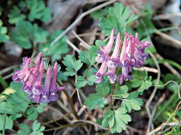 Cây huyền hồ có giá trị y học cao