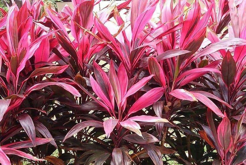 Mẹo dùng cây huyết dụ chữa yếu sinh lý: Cách bổ huyết, ích thận cho Anh Em