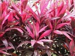 Mẹo dùng cây huyết dụ chữa yếu sinh lý: Cách bổ huyết, ích thận cho Anh Em