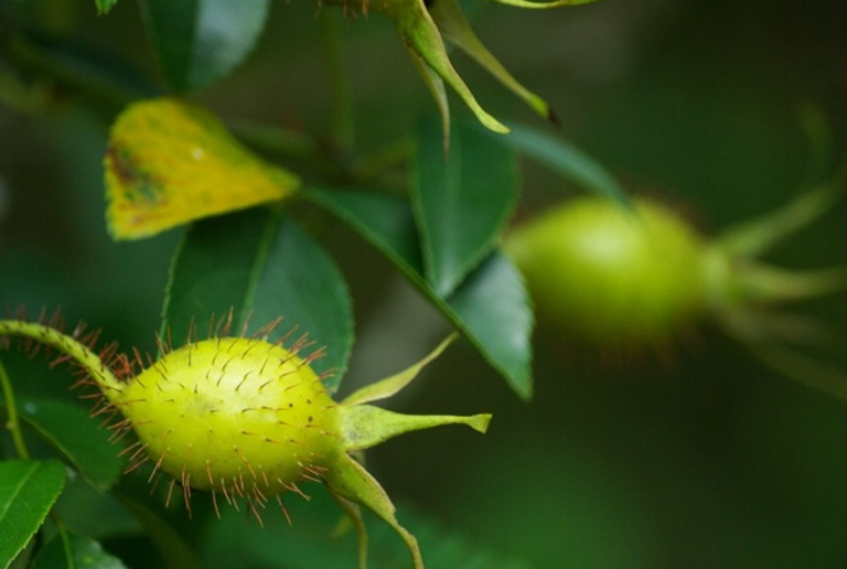Cây kim anh tập trung nhiều ở Cao Bằng, Lạng Sơn