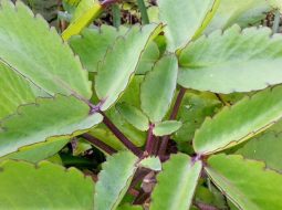 Cây lá bỏng còn được gọi là cây sống đời