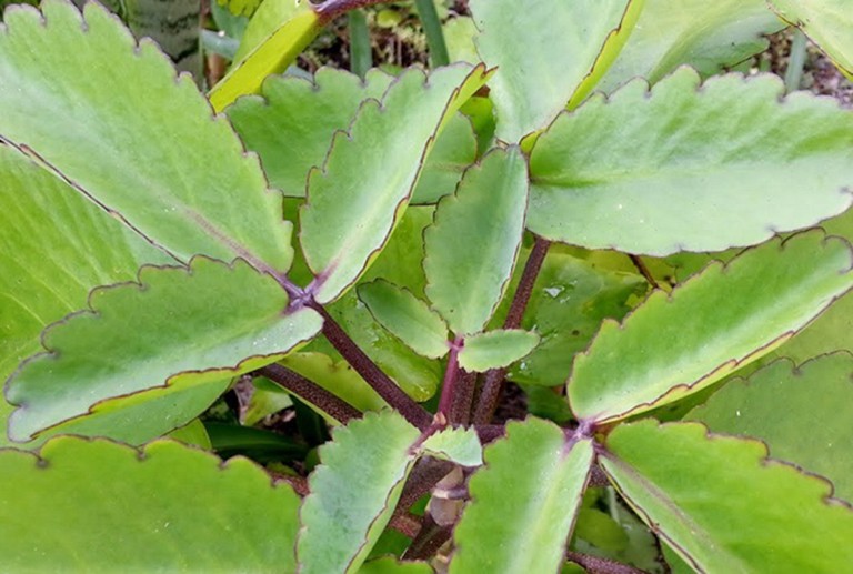 Cây lá bỏng còn được gọi là cây sống đời