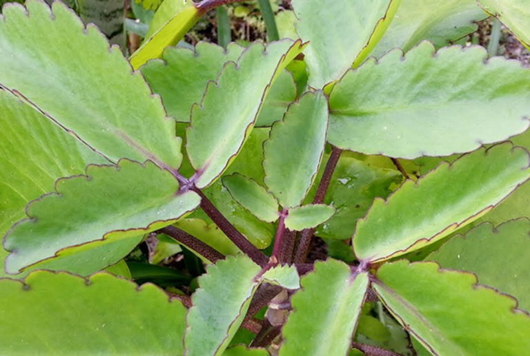 Cây lá bỏng còn được gọi là cây sống đời