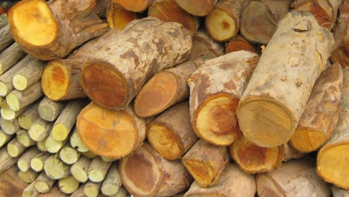 Cây mật gấu được dùng nhiều trong các bài thuốc về gan