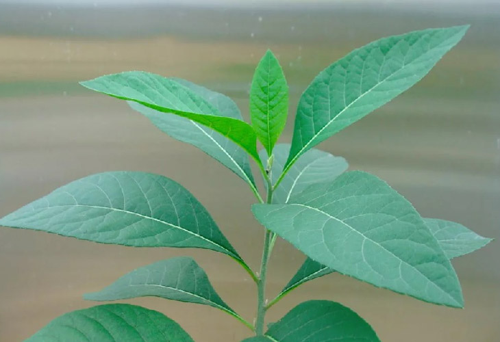 Cây mật gấu thường thấy ở vùng núi phía Bắc