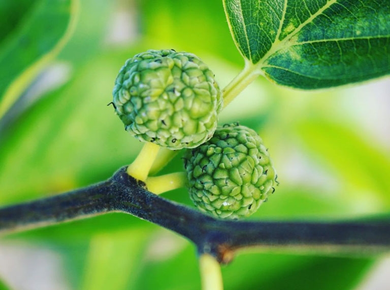 Cây mỏ quạ thường dùng trong các bài thuốc xương khớp