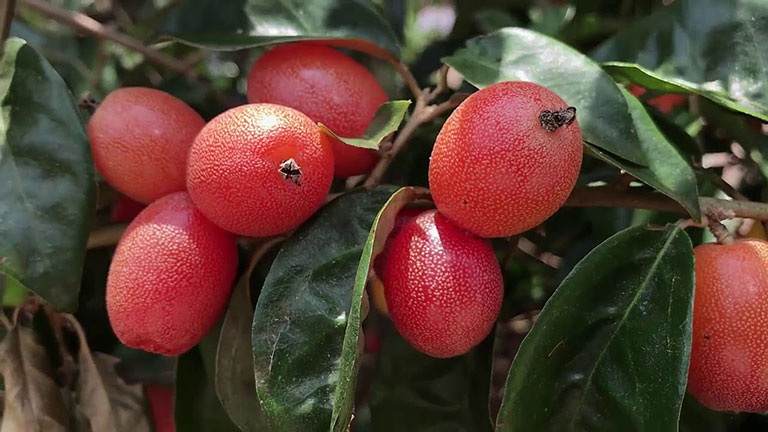 Cây nhót là thức quả vô cùng quen thuộc với bà con