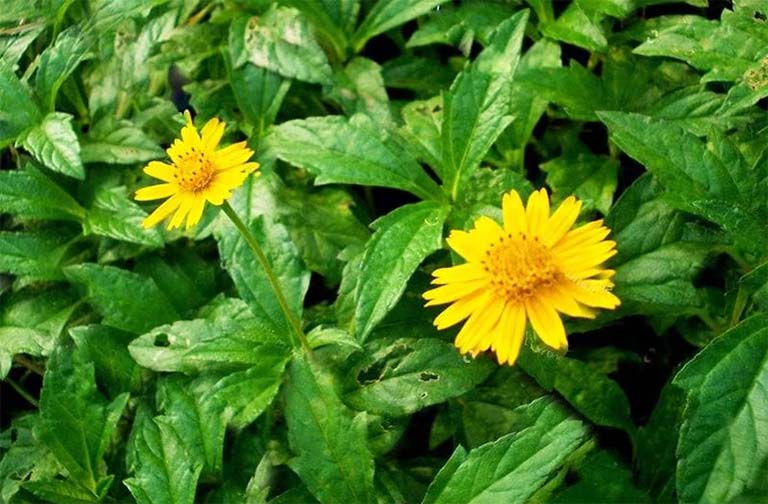 Cây sài đất rất quen thuộc với bà con ở Bắc bộ