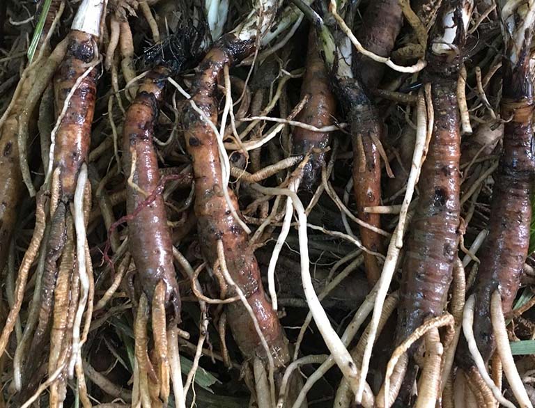 5 Mẹo dùng cây thuốc nam chữa tinh trùng yếu giúp sớm đón quý tử