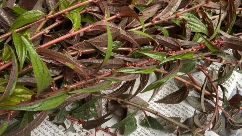 Cây thuốc dùng nhiều trong trị ho và thanh nhiệt