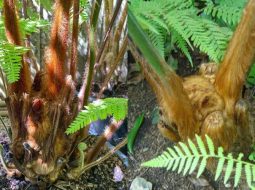 5 Cây Thuốc Nam Chữa Thận Hư Giúp Anh Em Lấy Lại Bản Lĩnh Tự Nhiên