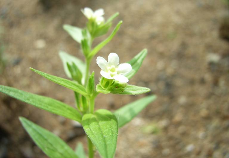 Cây tử thảo thuộc họ vòi voi