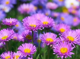 Cây tử uyển thuộc họ cúc có hoa rất đẹp