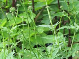 Cây tục đoạn là vị thuốc quý