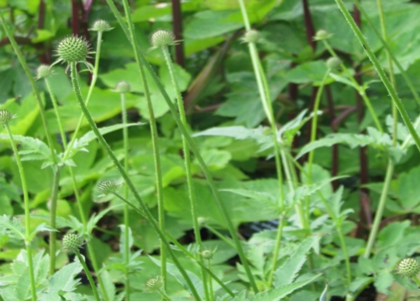 Cây tục đoạn là vị thuốc quý