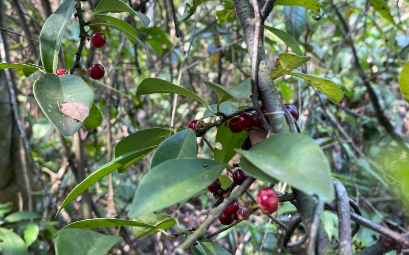Mẹo dùng cây chua ngút hoa trắng chữa yếu sinh lý cho anh em