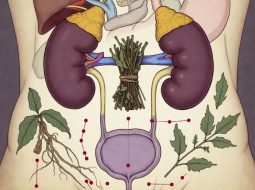 Thận âm hư và bí quyết hồi phục bản lĩnh phái mạnh từ gốc hội tâm