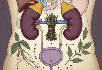 Thận âm hư và bí quyết hồi phục bản lĩnh phái mạnh từ gốc hội tâm